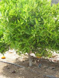            Habit (Riverside, CA)   