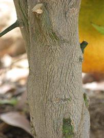            Bark (Riverside, CA)   