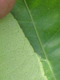              Margin (Riverside, CA)       