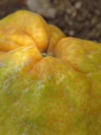            Fruit (Riverside, CA)   