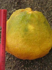            Fruit (Riverside, CA)   