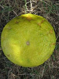            Fruit (Winter Haven, FL)   