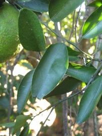            Shade leaves (Winter Haven, FL)   