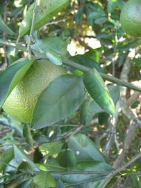            Shade leaves (Winter Haven, FL)   