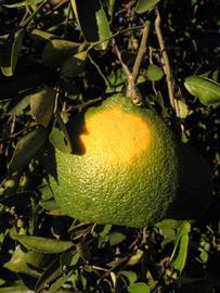            Immature fruit (Winter Haven, FL)   