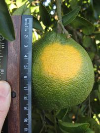            Immature fruit (Winter Haven, FL)   