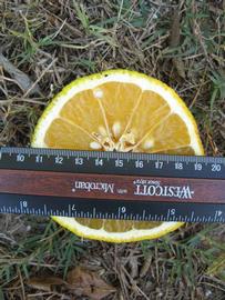            Fruit cross-section (Winter Haven, FL)   