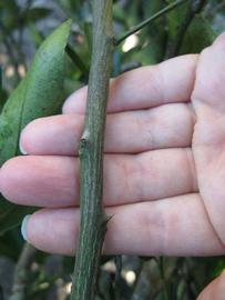              Second - third year twig (Winter Haven, FL)       