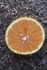            Fruit cross-section (Riverside, CA)   