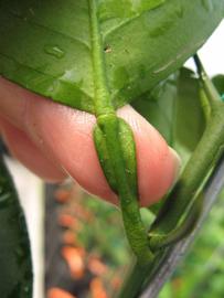              Petiole (Phillip Rucks Citrus Nursery, Frostproof, FL)       