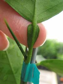              Petiole (Phillip Rucks Citrus Nursery, Frostproof, FL)       