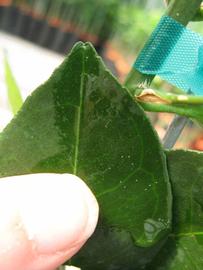              Margin (Phillip Rucks Citrus Nursery, Frostproof, FL)       