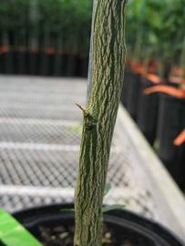              Second - third year twig (Phillip Rucks Citrus Nursery, Frostproof,   FL)       