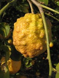            Fruit (Vangasay, Winter Haven, FL)   