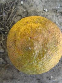            Fruit (Vangasay, Winter Haven, FL)   