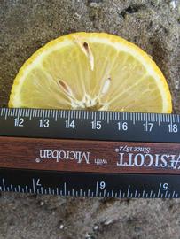            Fruit cross-section (Vangasay, Winter Haven, FL)   