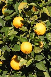            Fruit (Vangasay 807, Riverside, CA)   