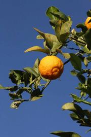            Fruit (Vangasay 807, Riverside, CA)   