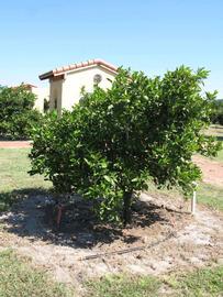              Habit (Winter Haven, FL)       