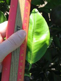              Unifoliolate leaf (Winter Haven, FL)       