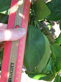              Unifoliolate leaf (Winter Haven, FL)       