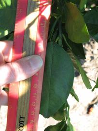              Unifoliolate leaf (Winter Haven, FL)       