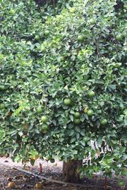            Habit (Riverside, CA)   