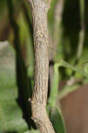              Second - third year twig (Riverside, CA)       