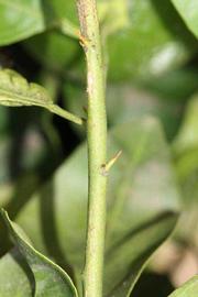            First year twig (Riverside, CA)   