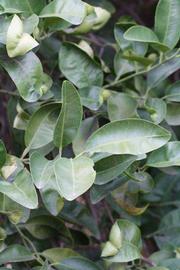              Sun leaves (Riverside, CA)       