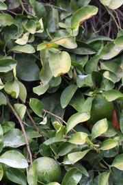              Sun leaves (Riverside, CA)       