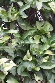              Sun leaves (Riverside, CA)       