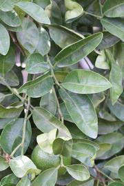              Sun leaves (Riverside, CA)       