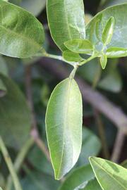              Unifoliolate leaf (Riverside, CA)       