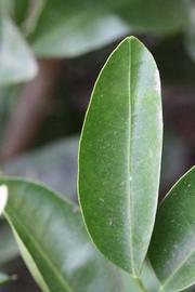              Margin (Riverside, CA)       