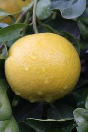            Fruit (Riverside, CA)   