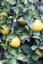            Fruit (Riverside, CA)   