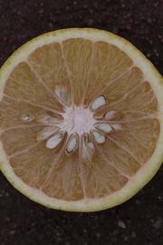            Fruit cross-section (Riverside, CA)   