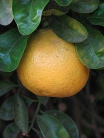            Fruit (Riverside, CA)   