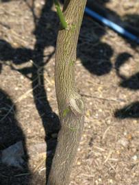              Bark (Winter Haven, FL)       