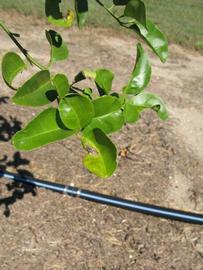             Sun leaves (Winter Haven, FL)       