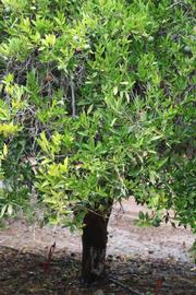            Habit (Riverside, CA)   