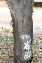            Bark (Riverside, CA)   