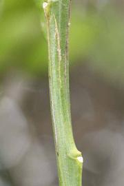            First year twig (Riverside, CA)   