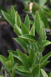              Sun leaves (Riverside, CA)       