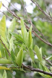              Sun leaves (Riverside, CA)       