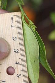              Unifoliolate leaf (Riverside, CA)       