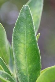              Margin (Riverside, CA)       