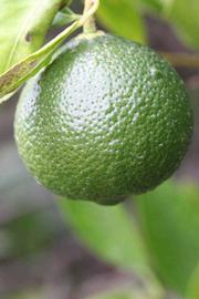            Immature fruit (Riverside, CA)   