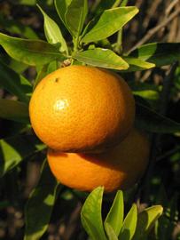            Fruit (Riverside, CA)   